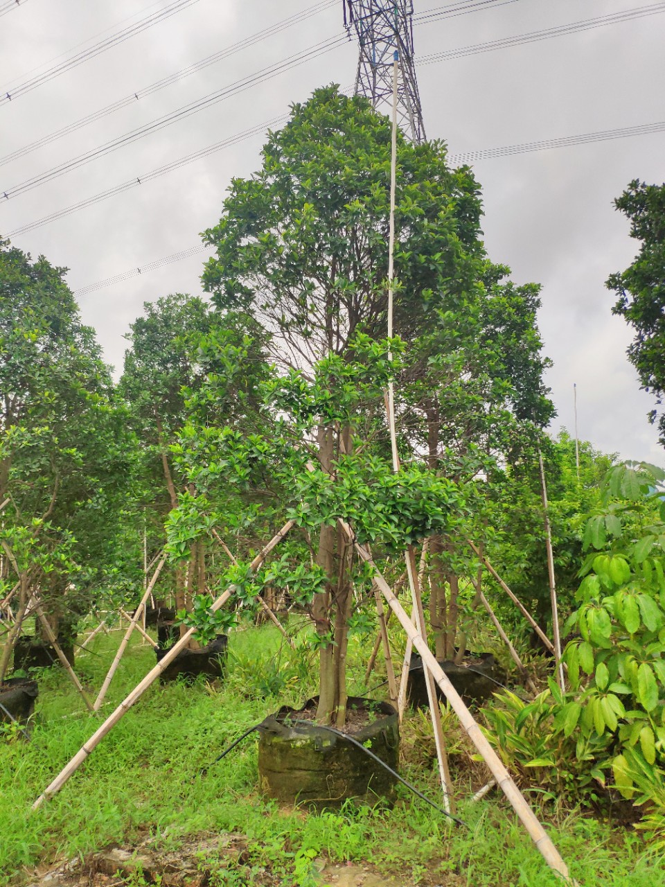 908供应 多杆 丛生和顺树 3-4米高袋苗 容器苗 四季常青 基地直销