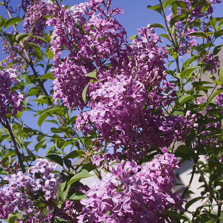 丛生丁香花树苗绿化工程行道树庭院造景花卉丁香花规格齐全价格优