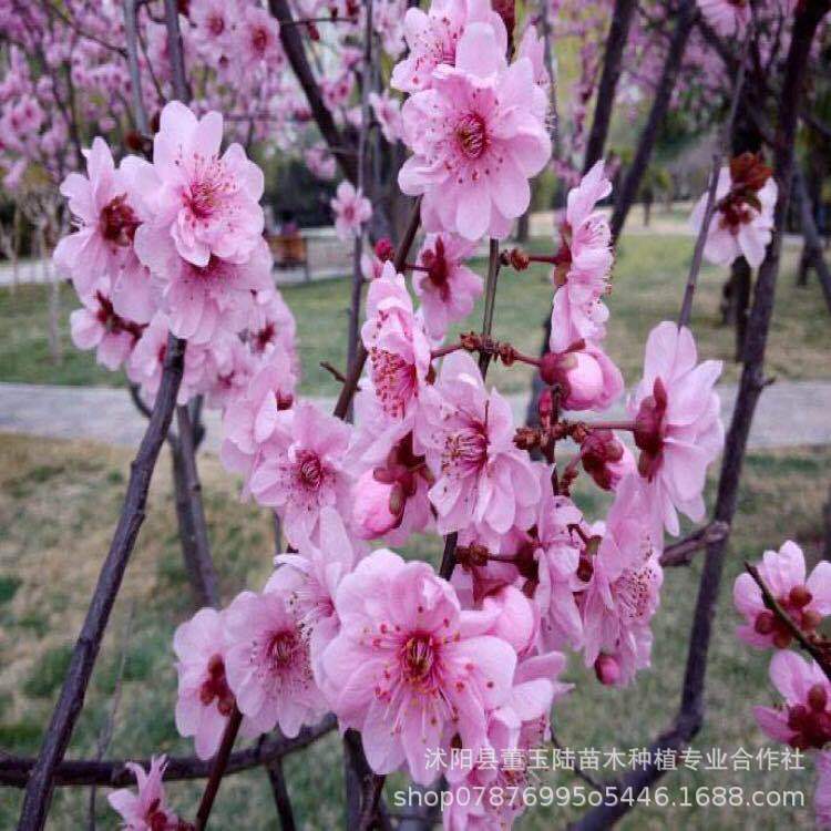 美人梅 大花美人梅 4-5-6-7-8-10-12公分美人梅 美人梅批发