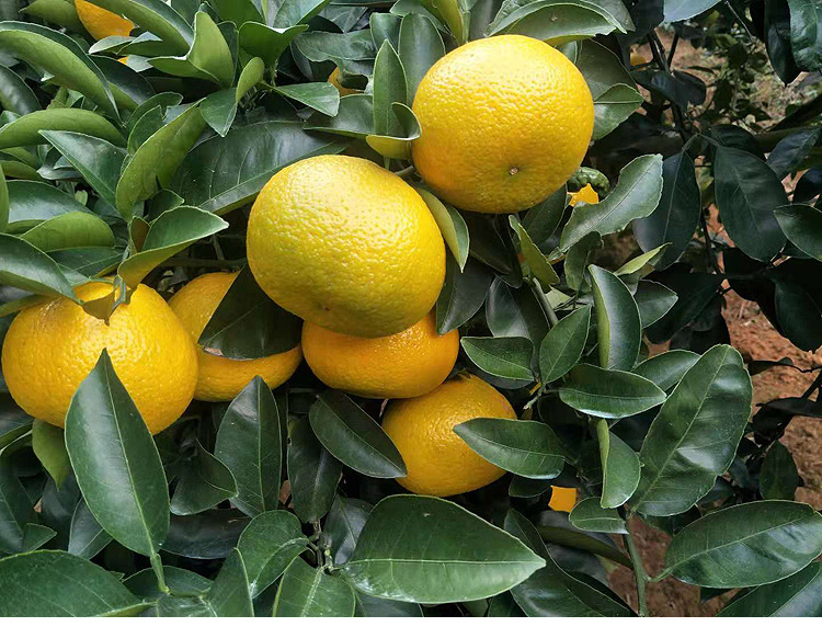 网店代理 桔柚新鲜 葡萄柚台湾甜心柚多汁鲜甜可口现摘现发