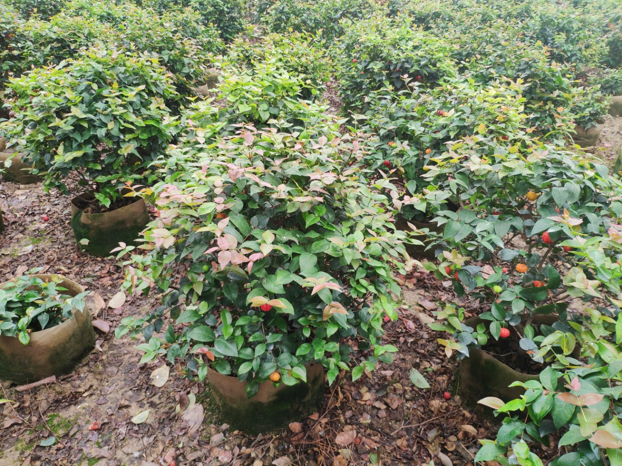 904基地直销红果仔球50100cm袋苗红果仔