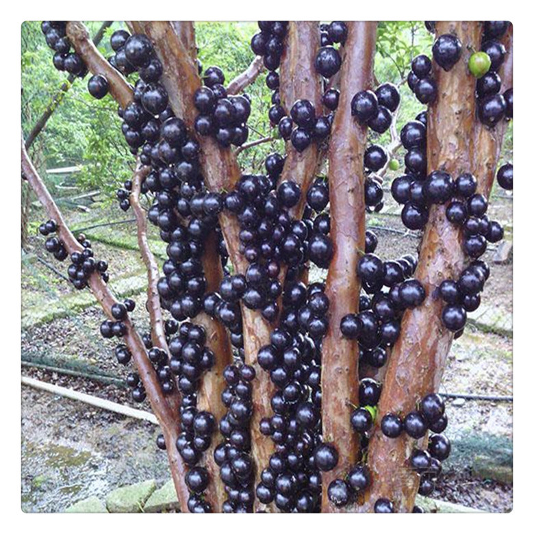 批发四季台湾嘉宝果苗树葡萄苗嘉宝果树苗全国可发货