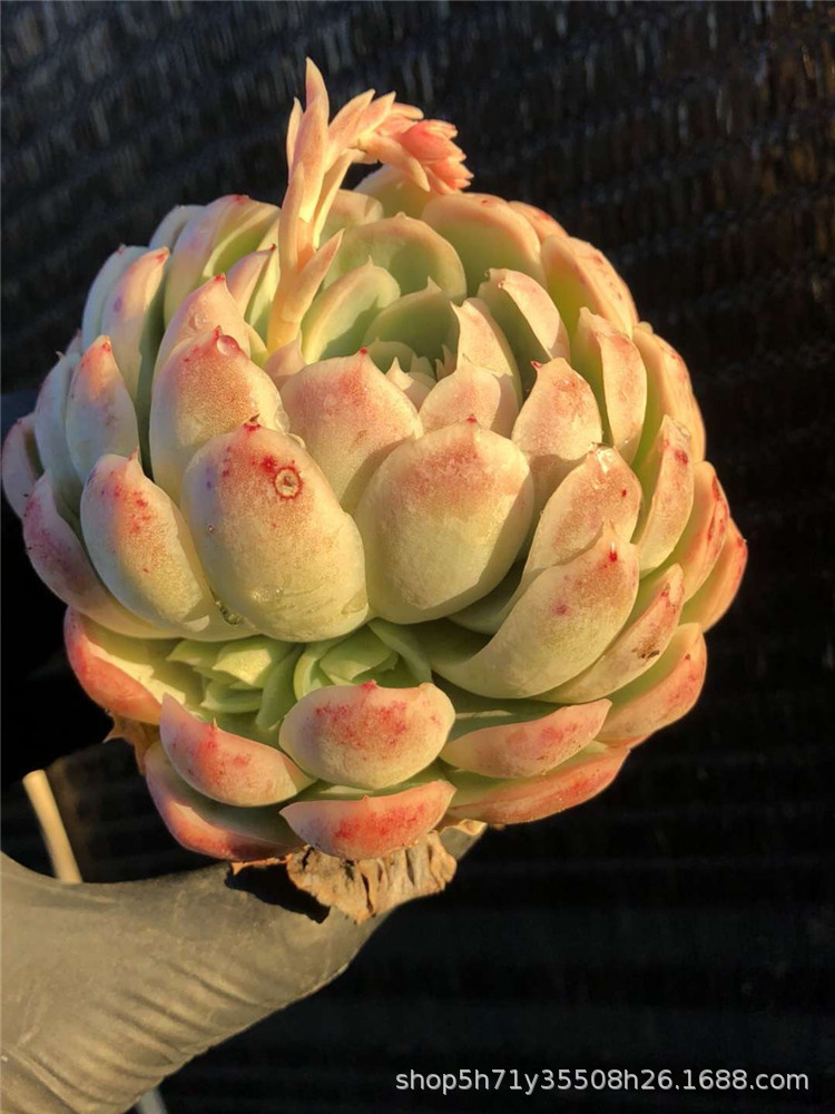 422大棚精品多肉品种限量批发 状态柠檬贝瑞单头 群生多肉爆款