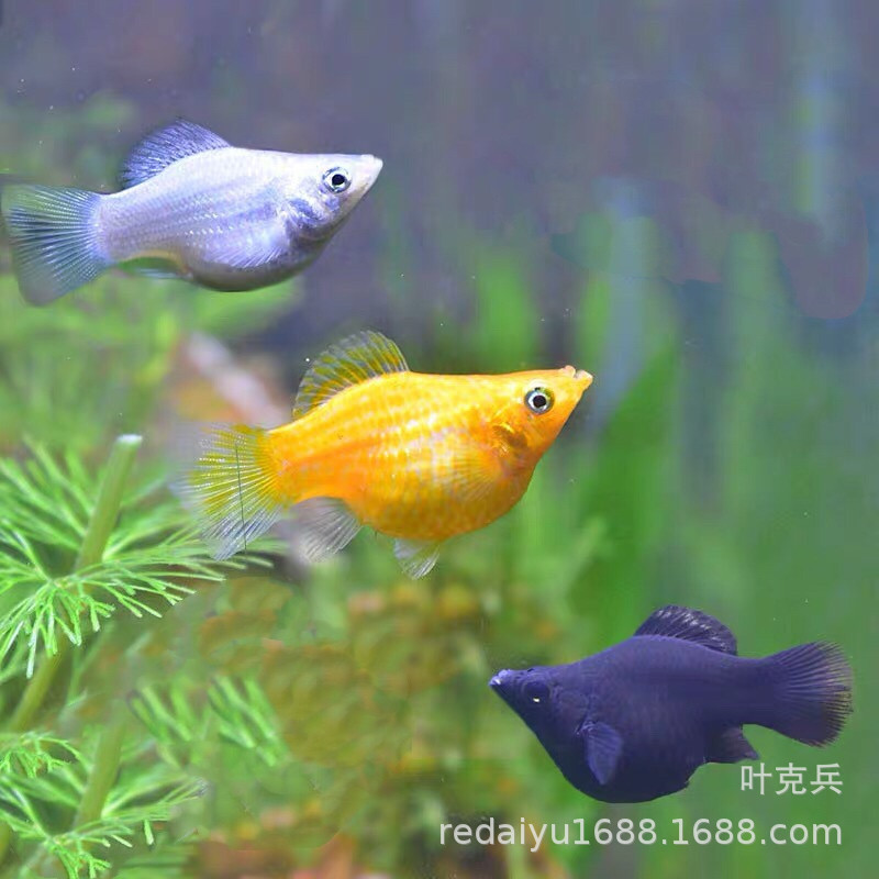 热带观赏鱼批发 胎生鱼 皮球玛丽鱼三色玛丽鱼茶壶鱼大肚子鱼