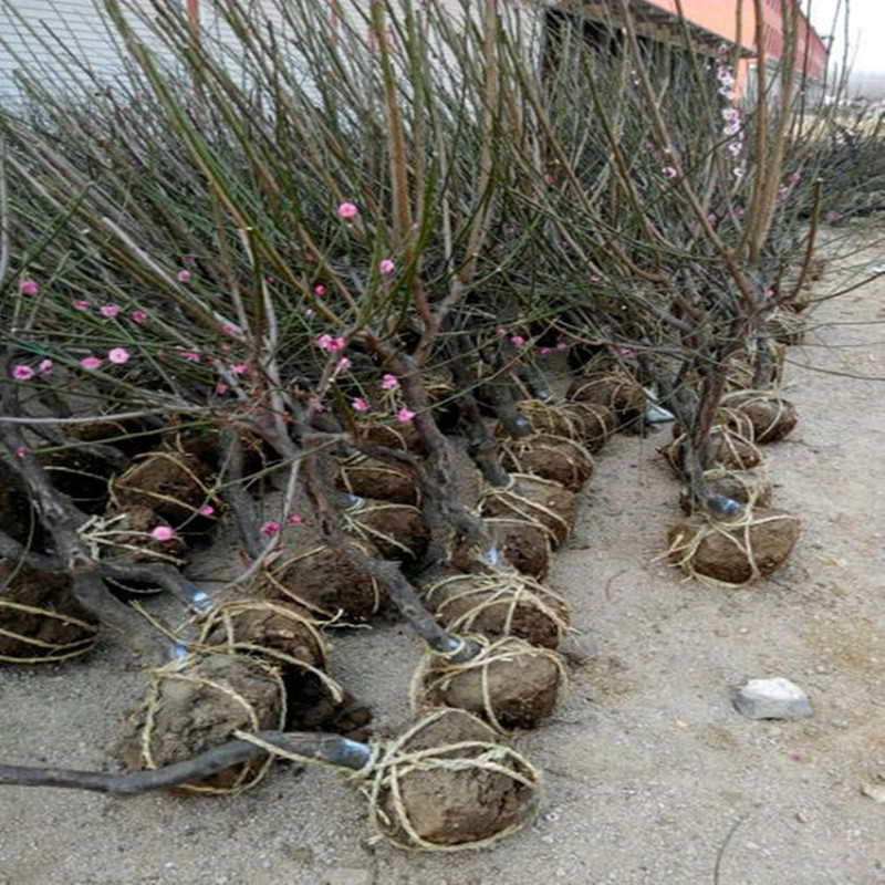 gWmWivOiz9St5Ja2ZAYxYOJaTUSgsBbZe2GH