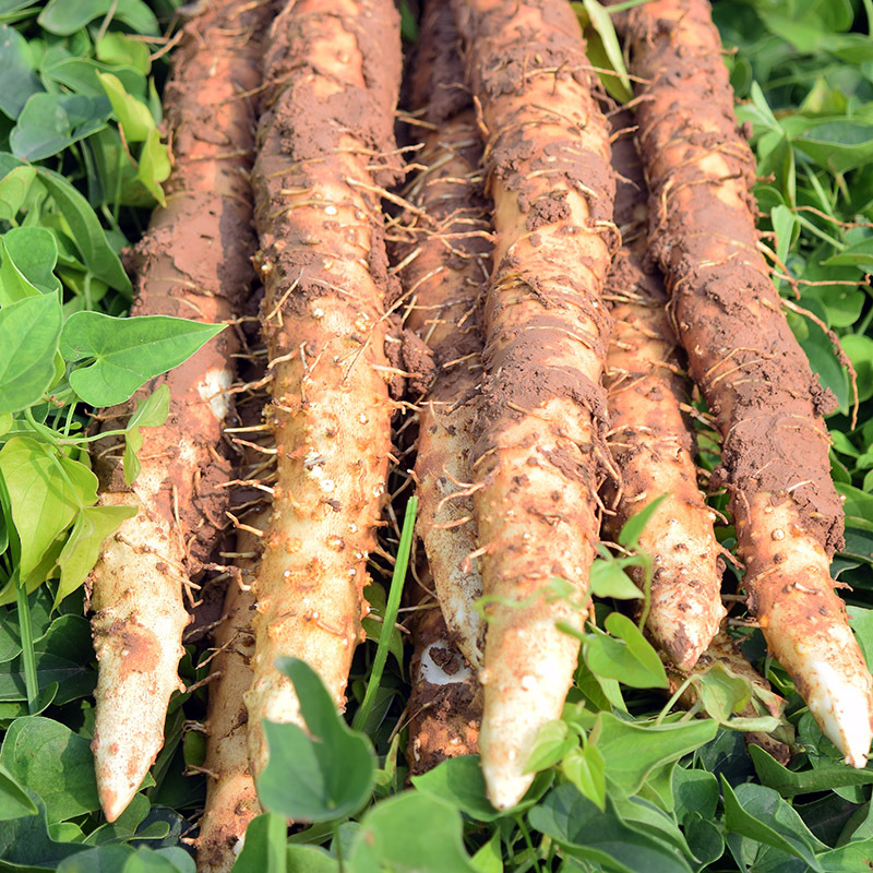 温县垆土新鲜铁棍山药精选5斤焦作垆土铁杆怀淮山约河南特产
