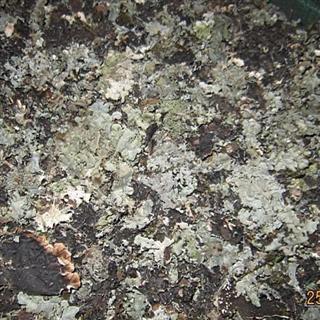 石花石胆草石莲花乳花石衣梅藓石苔花地衣老龙皮批发冷背奇中药材