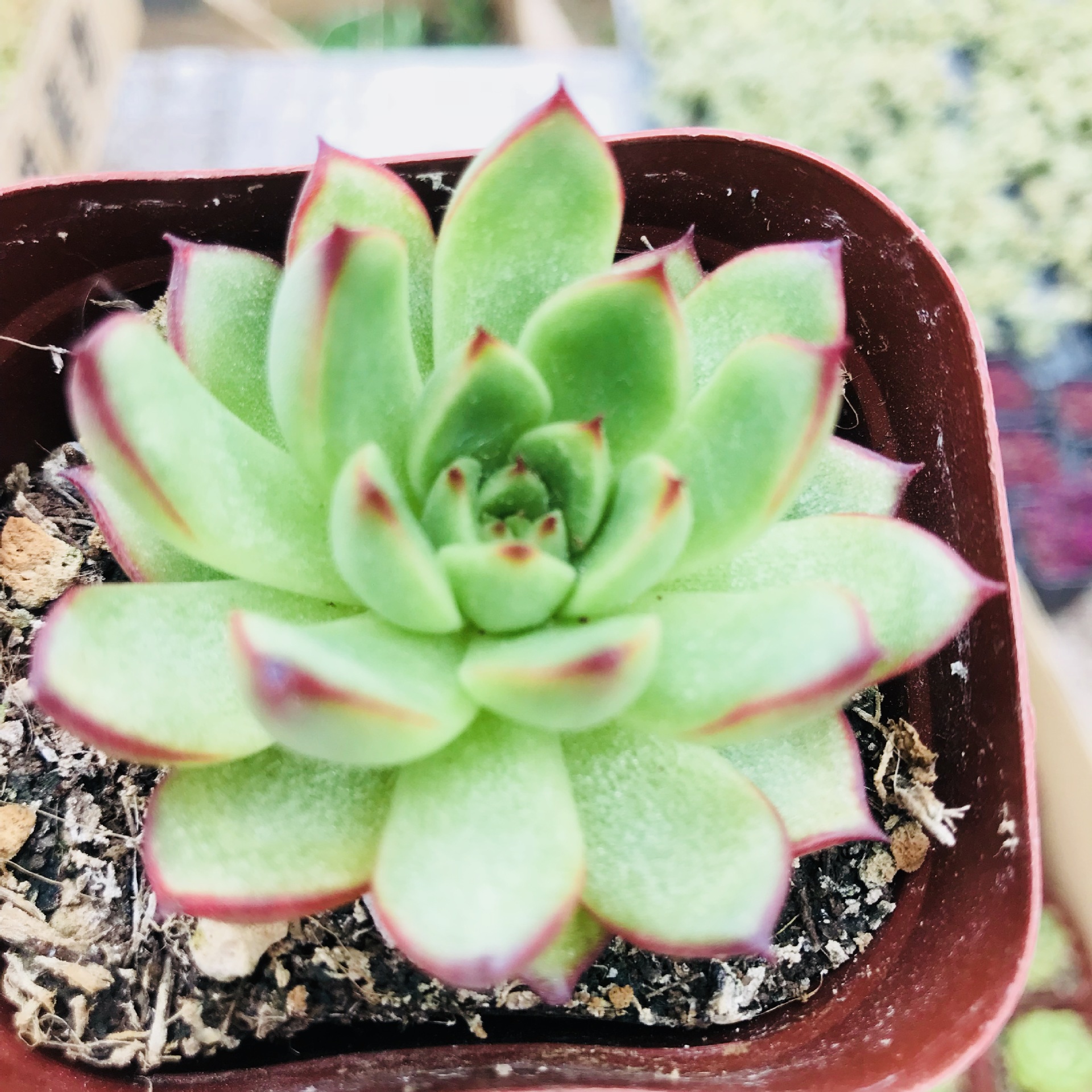 批发多肉植物 diy拼盘萌肉东云新手易种室内阳台好养易活多肉植物