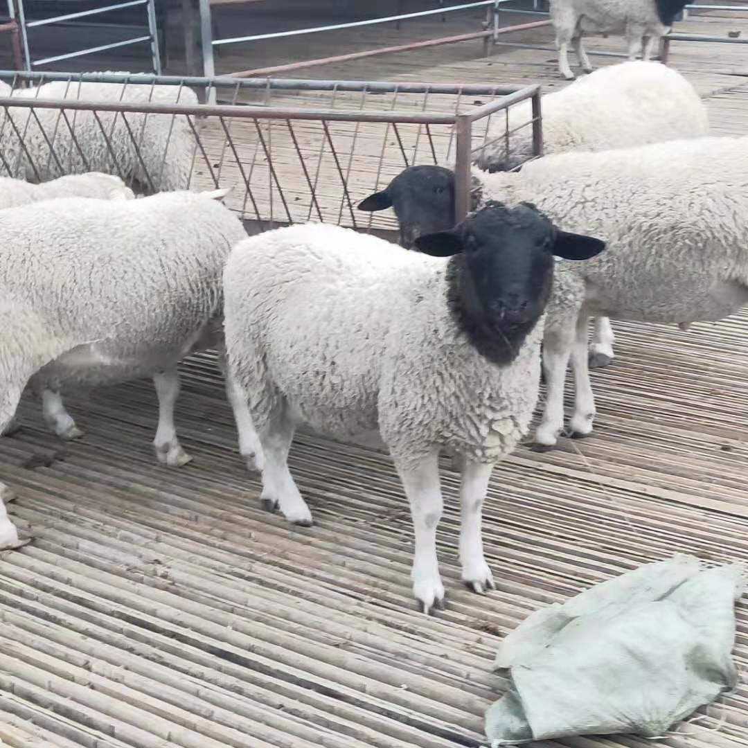 杜泊绵羊厂家