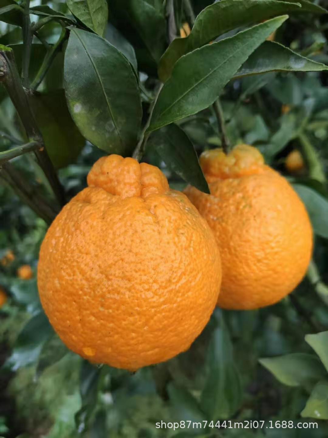 四川丑橘丑柑新鲜桔子不知火甜丑八怪柑橘整箱9斤5斤当季水果代发