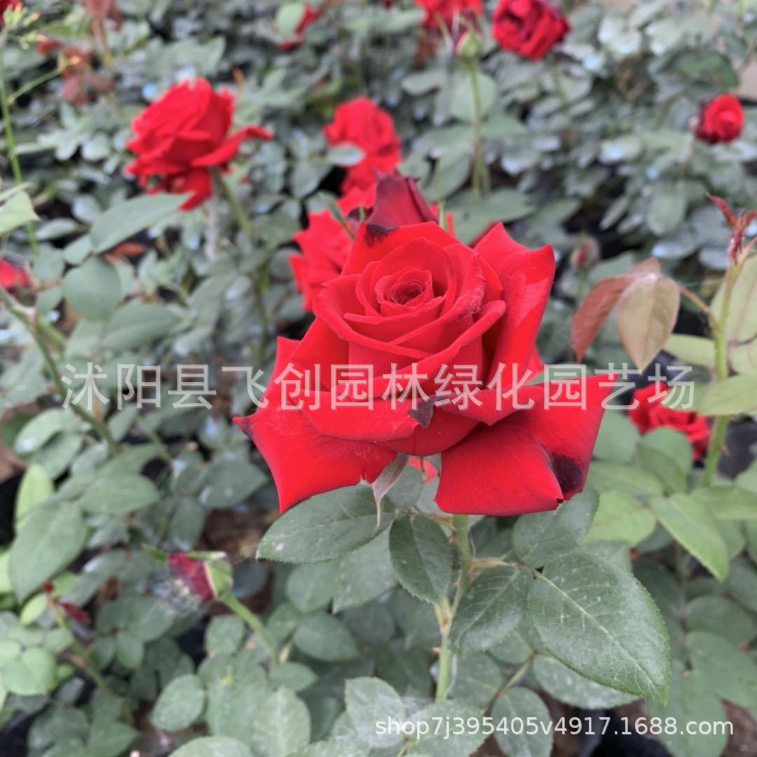 月季花 卡罗拉红玫瑰花苗工程庭院公园美化盆栽切花花卉 基地批发