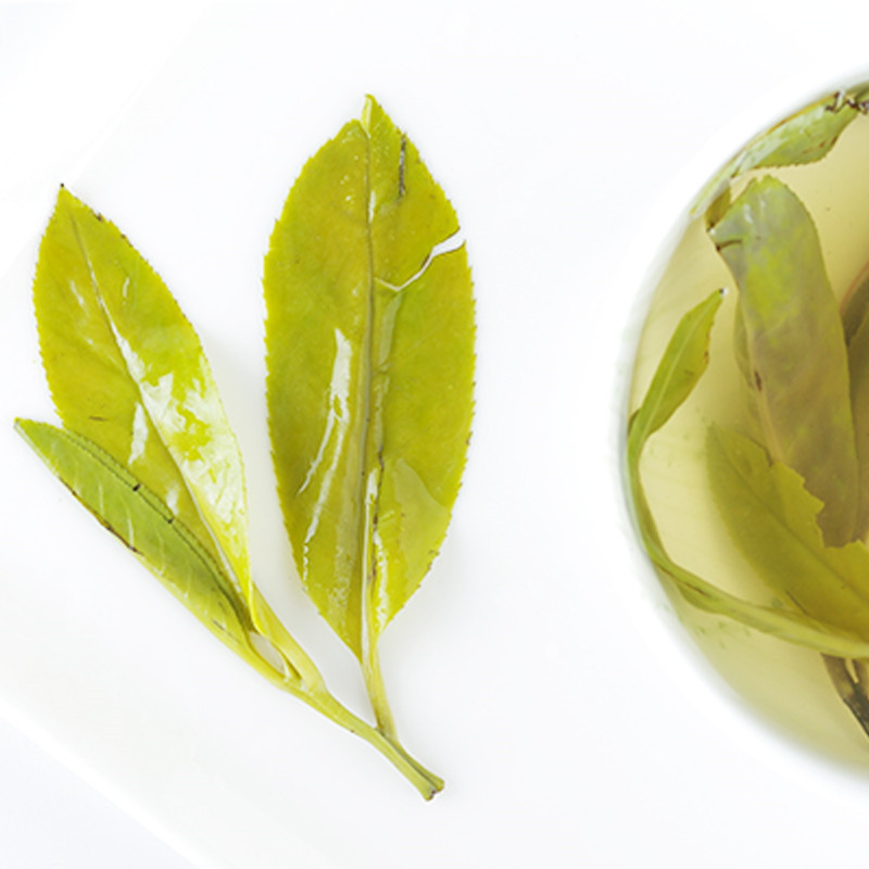 大叶苦丁茶 苦丁下火茶味苦茶500g