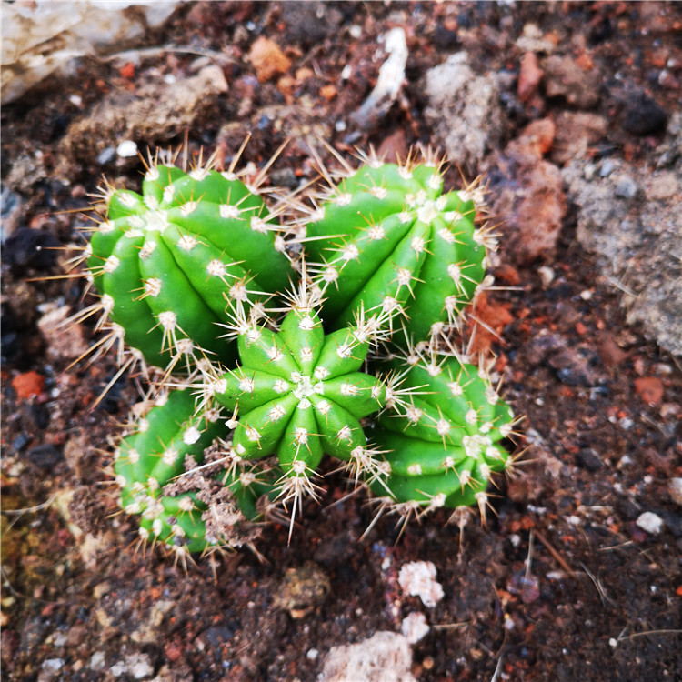 裸花柱 群生仙人柱 室内小盆栽 庭院 沙生植物 耐干旱
