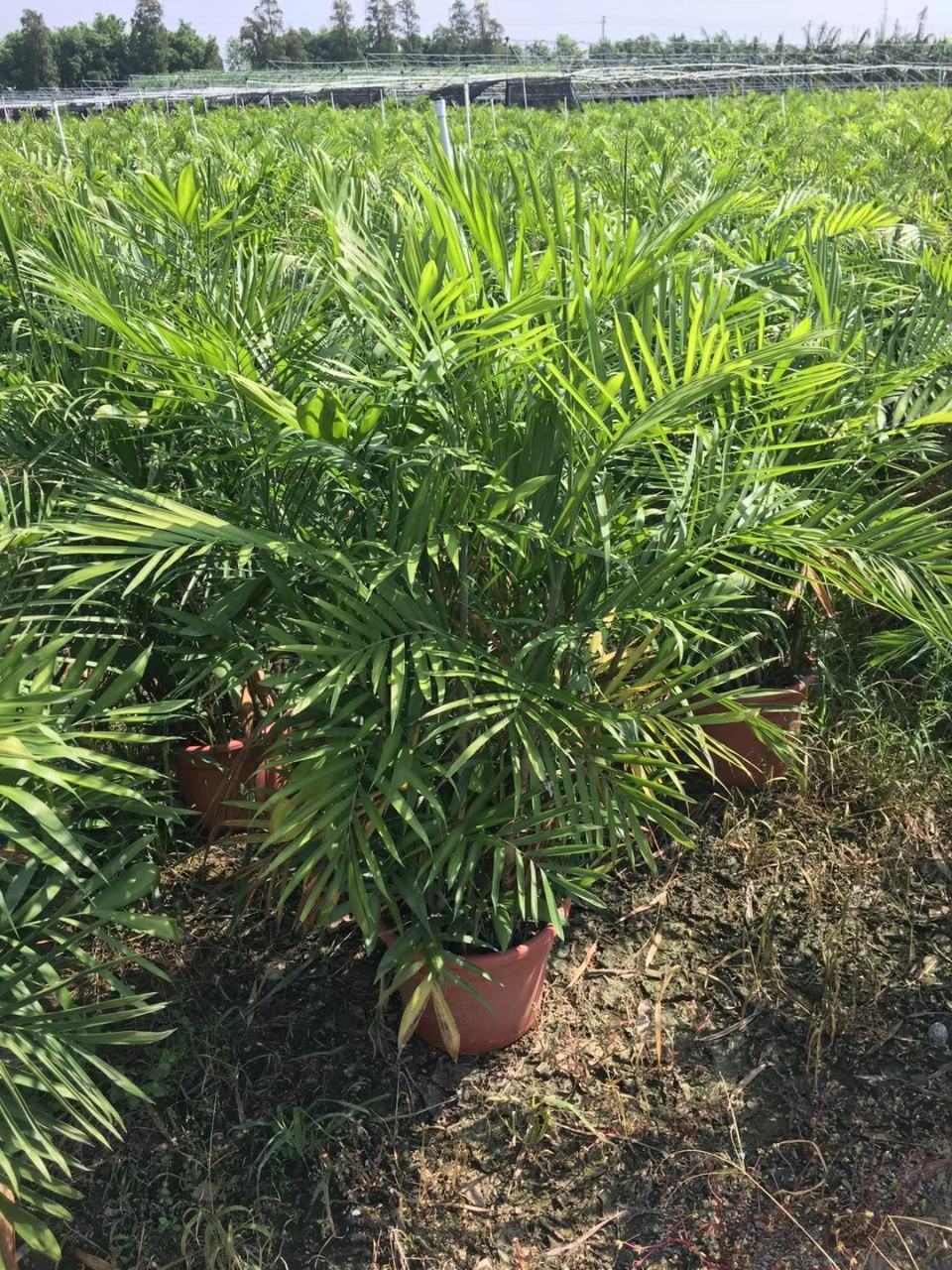 905批发供应夏威夷椰子082米高夏威夷盆栽苗