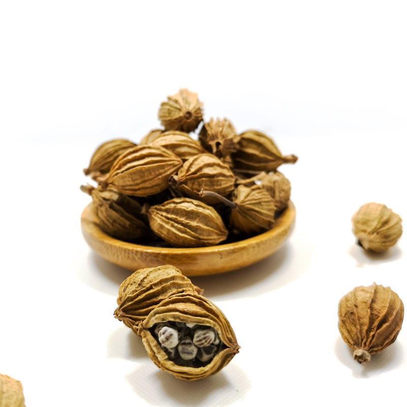 新货批发四川香砂仁川砂仁金砂仁火锅食材香料调料卤料烧菜用