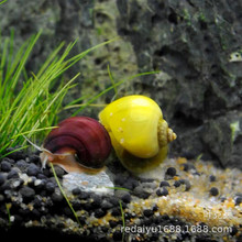 热带螺观赏螺草缸除藻螺黄金螺黑紫纹螺螺  除藻螺