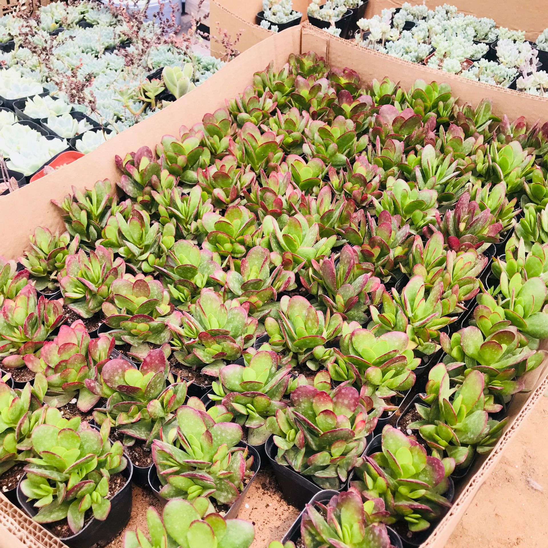 多肉植物 多肉盆栽批发 多头群生老桩盆栽组合花卉 紫蝶多肉基地