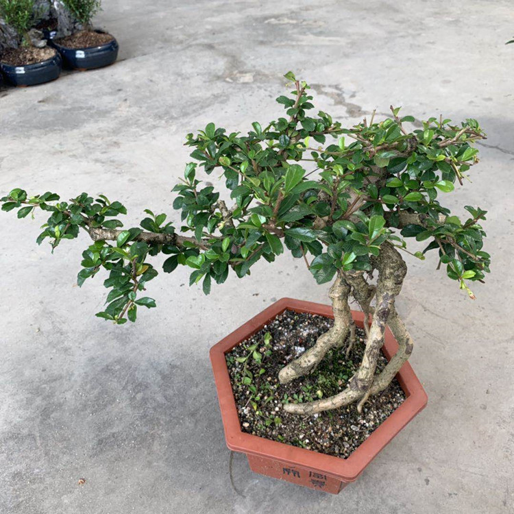 批发盆景树桩赤楠福建茶罗汉松女贞雀梅造型盆栽植物四季常青绿植