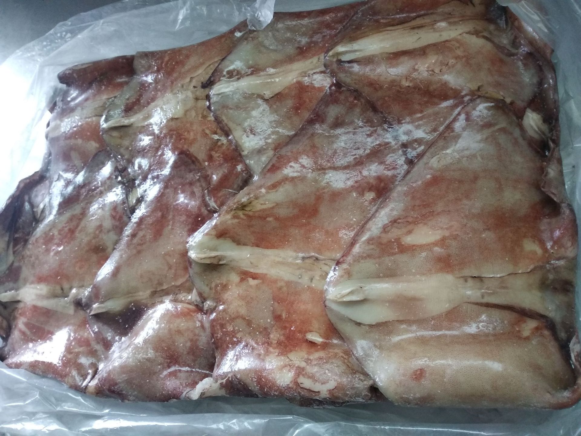 赤道鱿鱼翅膀耳朵