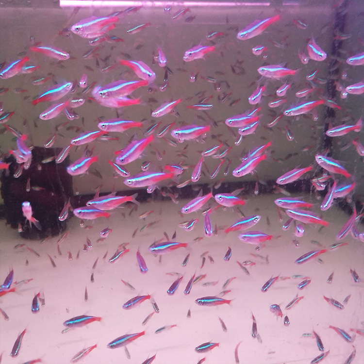 红绿灯鱼 活体热带观赏鱼 景观鱼草缸群游造景大量供应宠物鱼批发