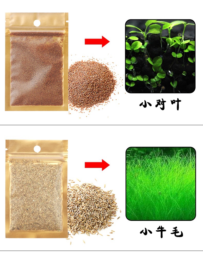 鱼缸水族箱造景水草种子爱情草幸运草牛毛草小对叶大对叶