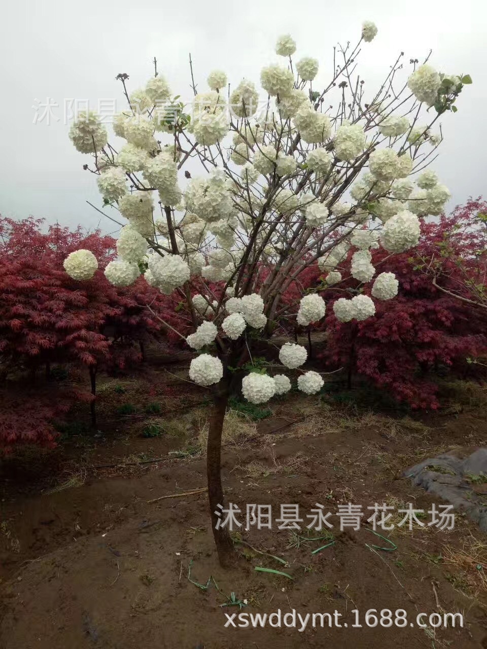 出售大规格木本绣球,11公分高杆大花木本绣球,独杆大花斗球实物