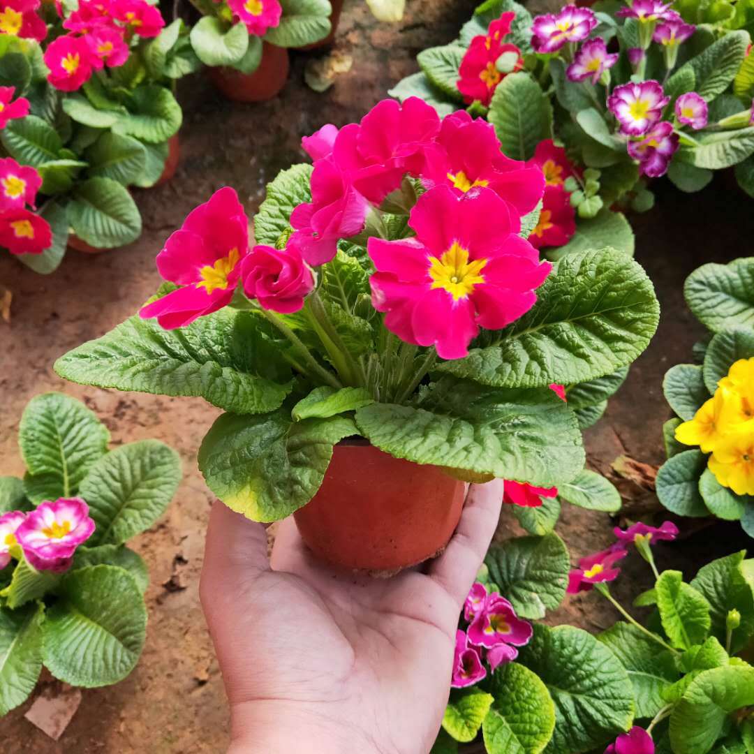 四季报春花盆栽 花苗重瓣室外阳台室内花卉庭院植物耐寒花卉绿植