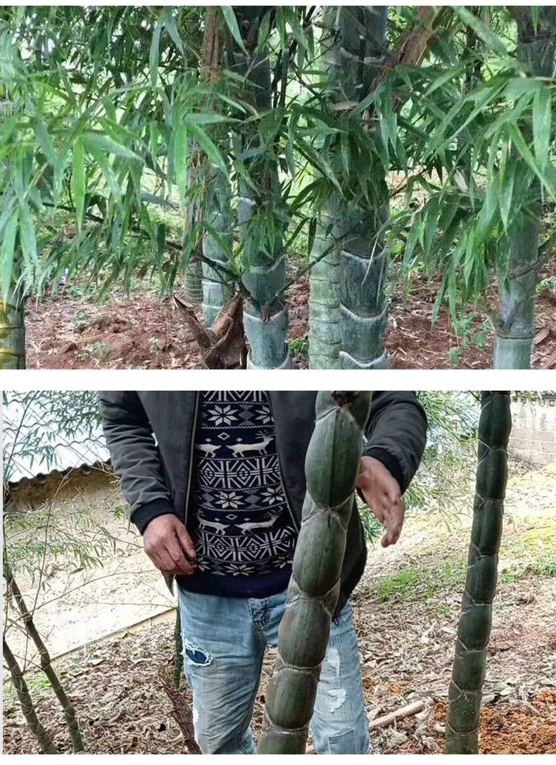 基地批发 优良龟甲竹 竹子苗 庭院绿化观赏园林工程苗木