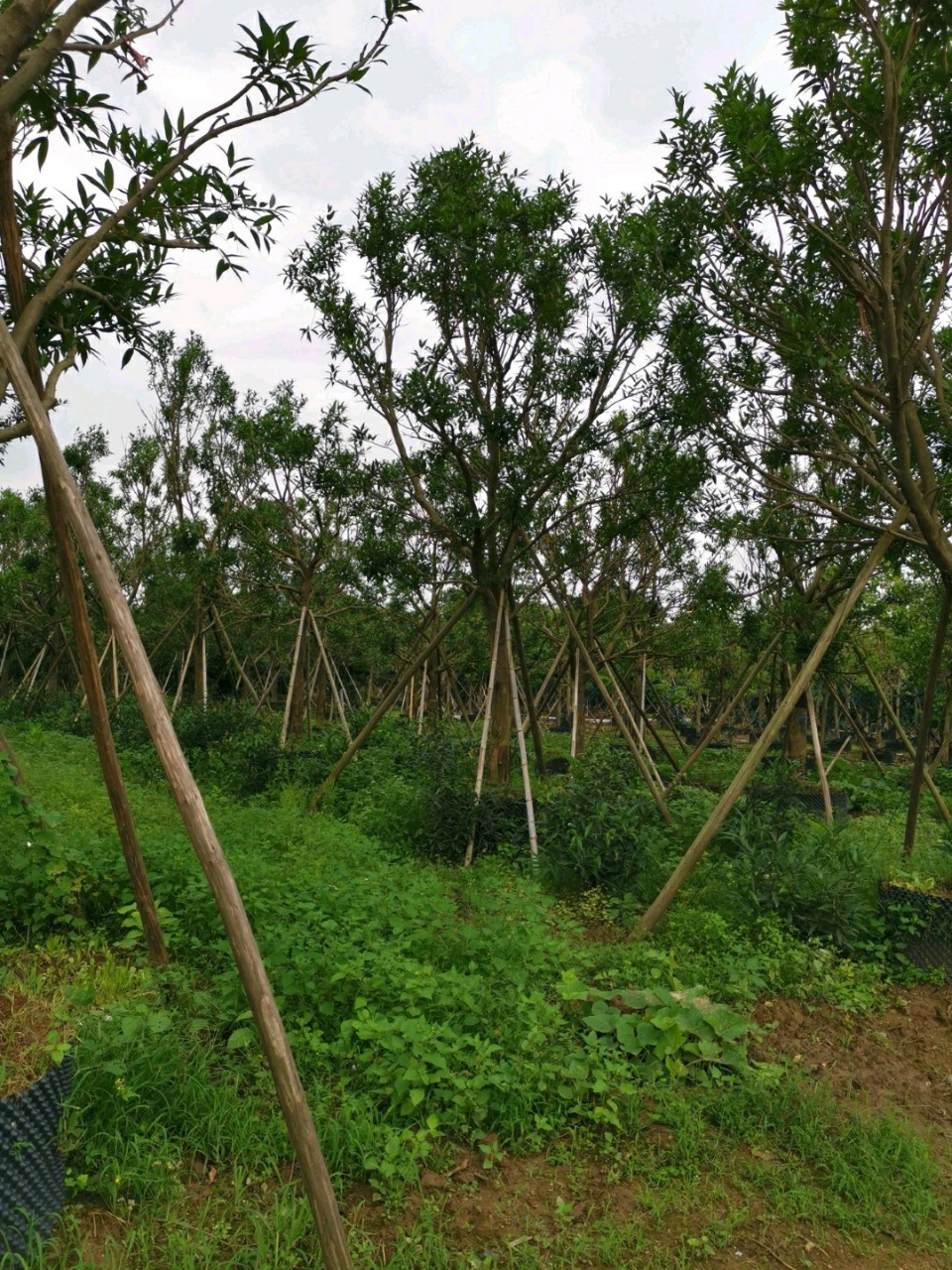 905基地直销全冠水蒲桃1518cm假植苗绿化乔木