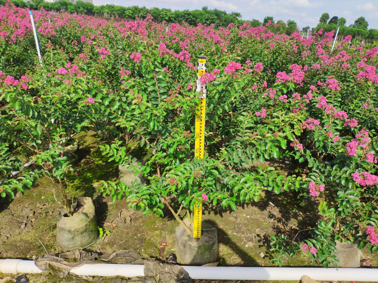 906基地供应 丛生小叶紫薇 1-2米高袋苗 红花 细叶紫薇