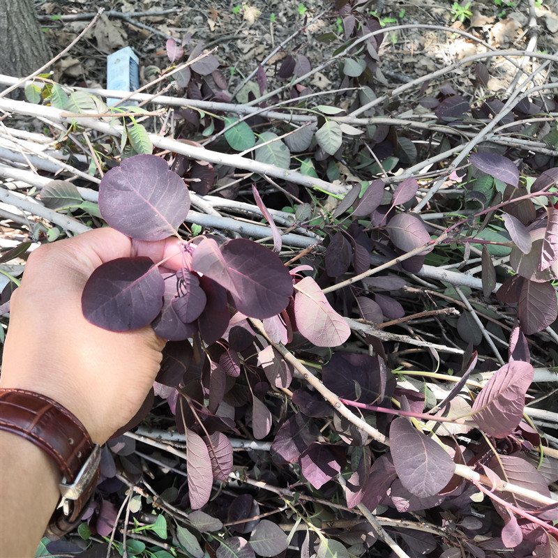 直供美国红栌树苗 5公分8公分12公分 红栌小树 规格多样量大