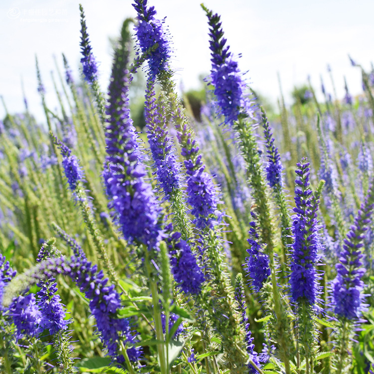 【厂家直销零售批发】婆婆纳景观绿化易活盆栽阳台园艺花海