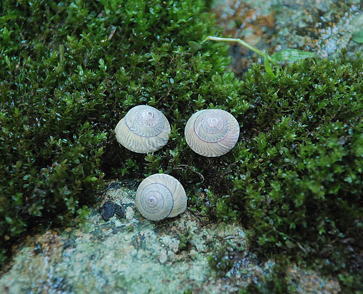 月螺 迷你小海螺黑色杂纹螺蜗牛螺 微景专用海螺 粘帖贝壳的材5mm