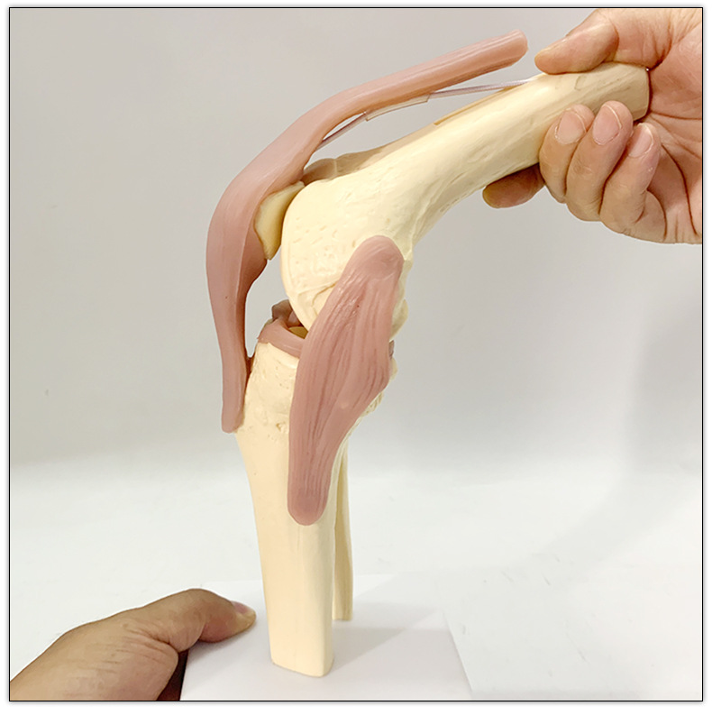 人体膝关节功能模型 骨骼骨架模型 教学模型 关人体节模型可弯曲