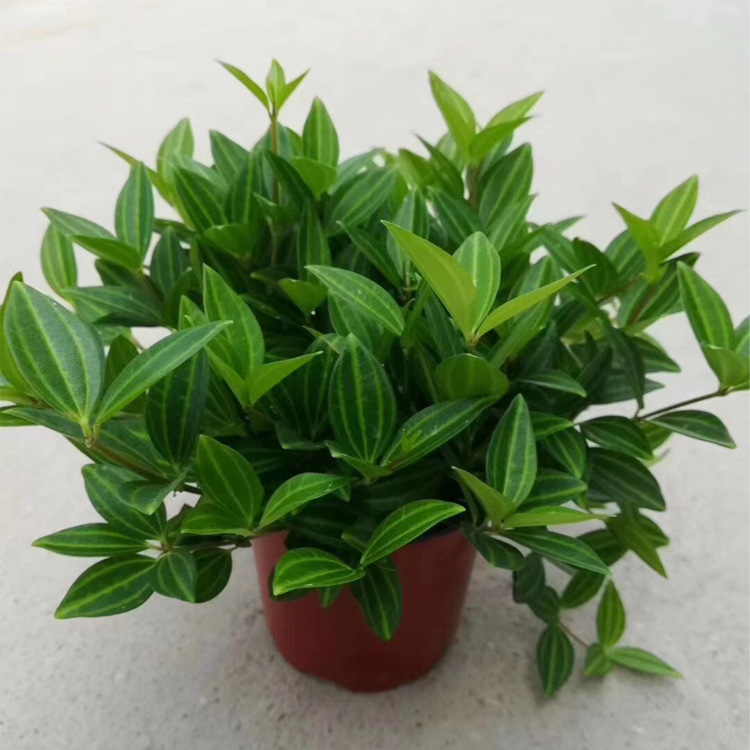 基地直批钻石翡翠盆栽系列室内庭院观叶绿植耐养绿植植物