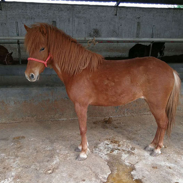 无锡小矮马批发出售 德保矮马价格 江苏大型养马场供应