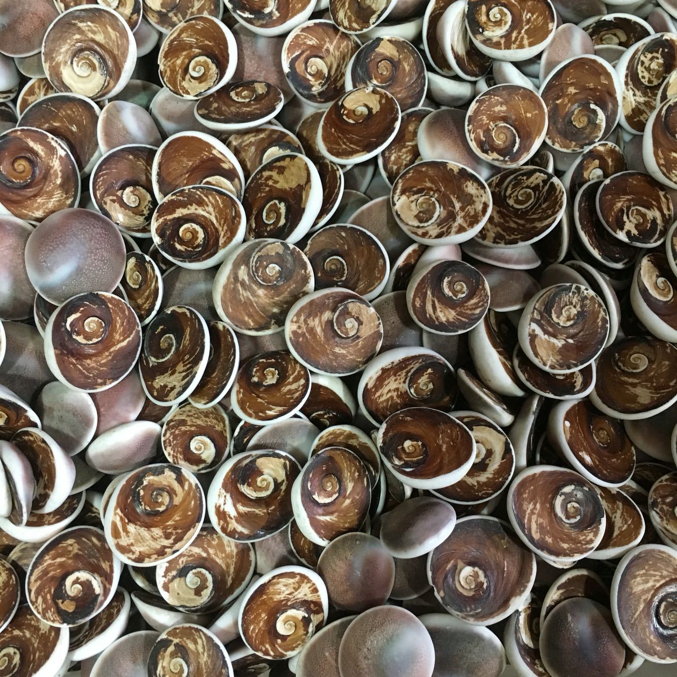 马达加斯加太阳贝化石海贝水云母贝壳扇贝化石古生物教学标本