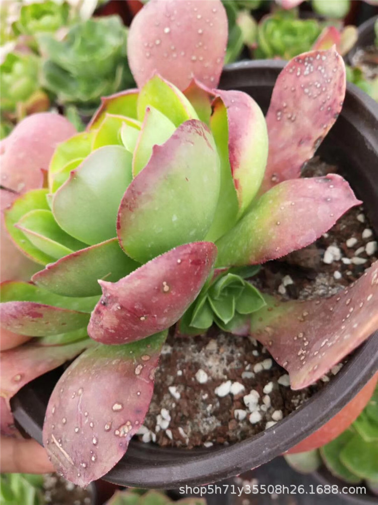0088多肉植物大棚限时批发盆栽 加州香炉盘缀化盆15cm多肉品