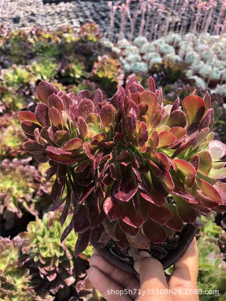 738山东多肉大棚限时批发盆栽植物 紫羊绒缀化法师盆20cm多肉爆款