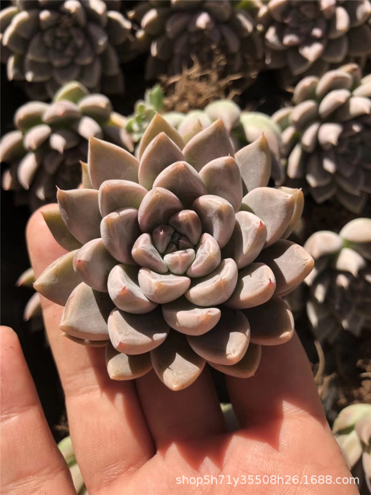 738多肉植物大棚限量批发盆栽 星云单头多肉品种状态实拍裸根限量