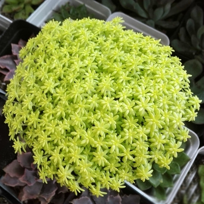 薄雪万年草多肉植物黄金新款盆景阳台花卉植物盆栽创意绿植办公室
