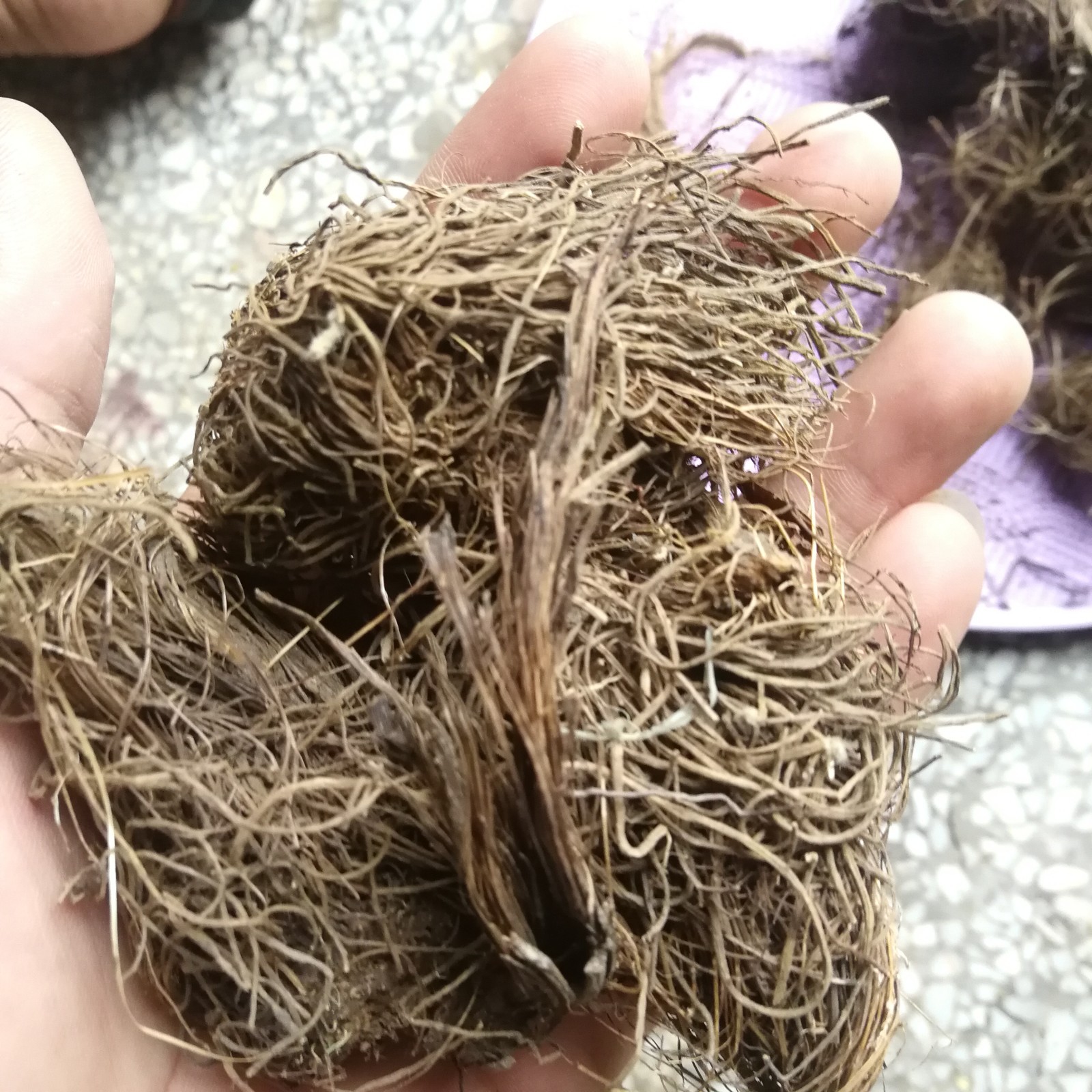 四块瓦剪草四叶对四对草银线草四叶细辛万根丹四叶对草冷背中药材