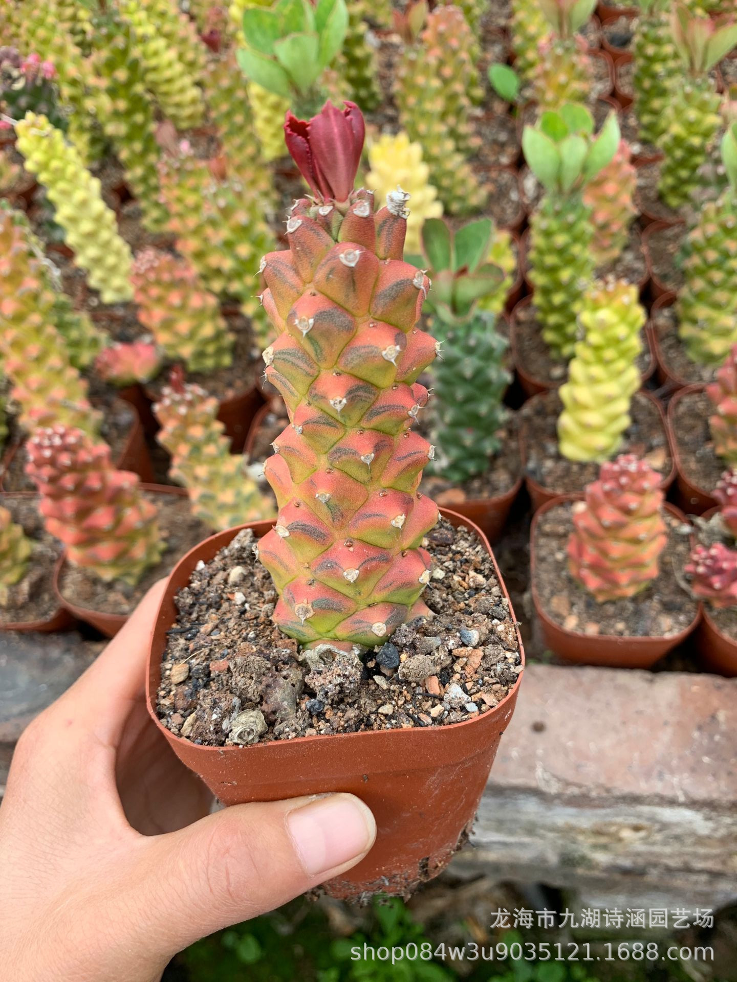 将军阁锦 办公 室内桌面绿植盆栽 仙人球批发