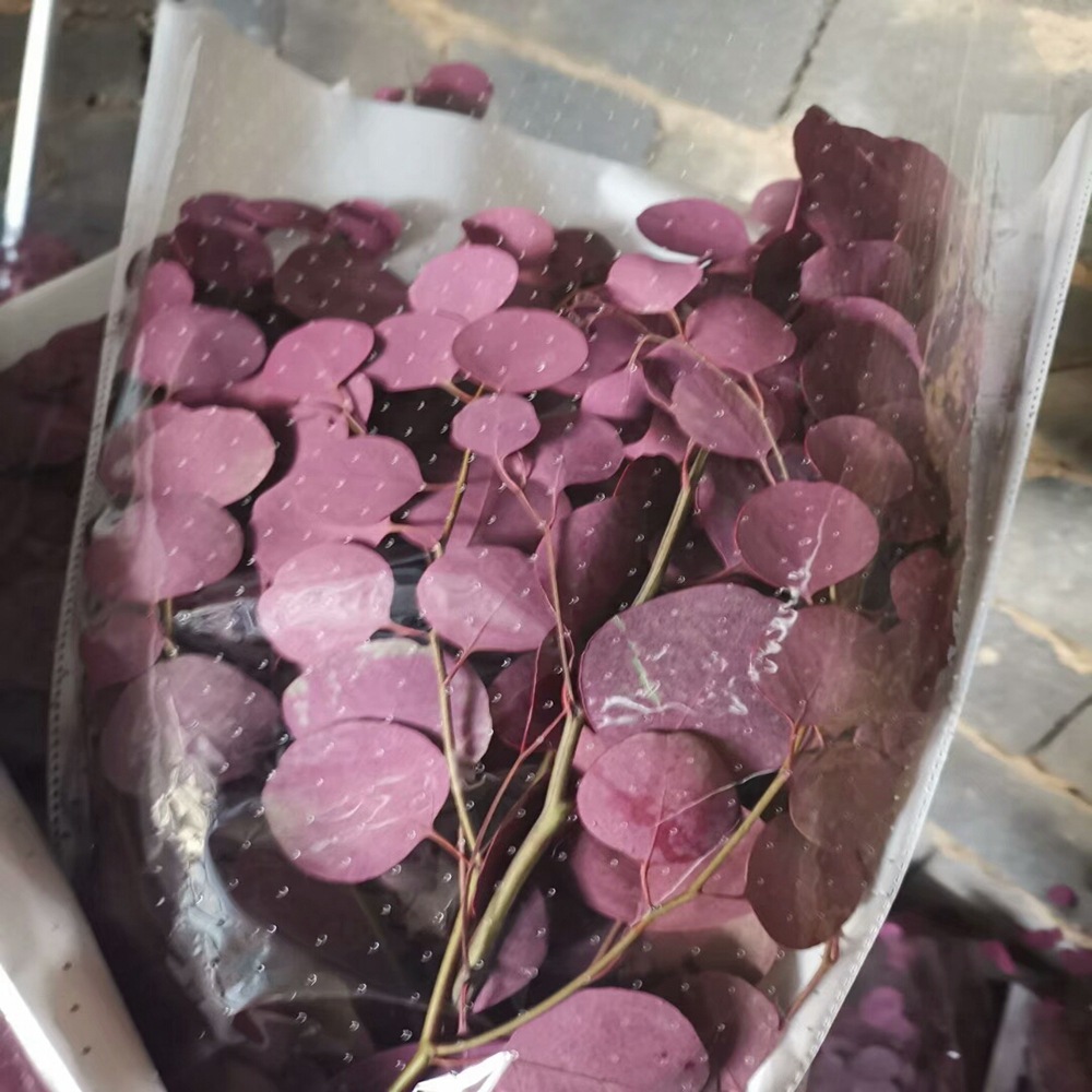 厂家直销云南永生花尤加利叶苹果桉圆叶桉礼盒制作尤加利花材
