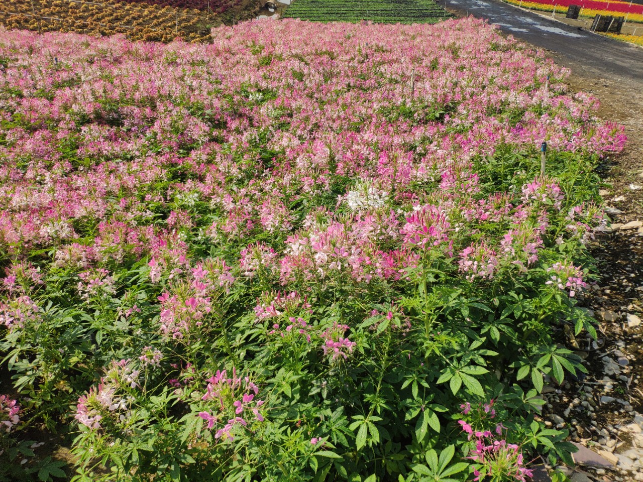 911供应醉蝶花2050cm高杯苗花海花坛草花花期长基地直销
