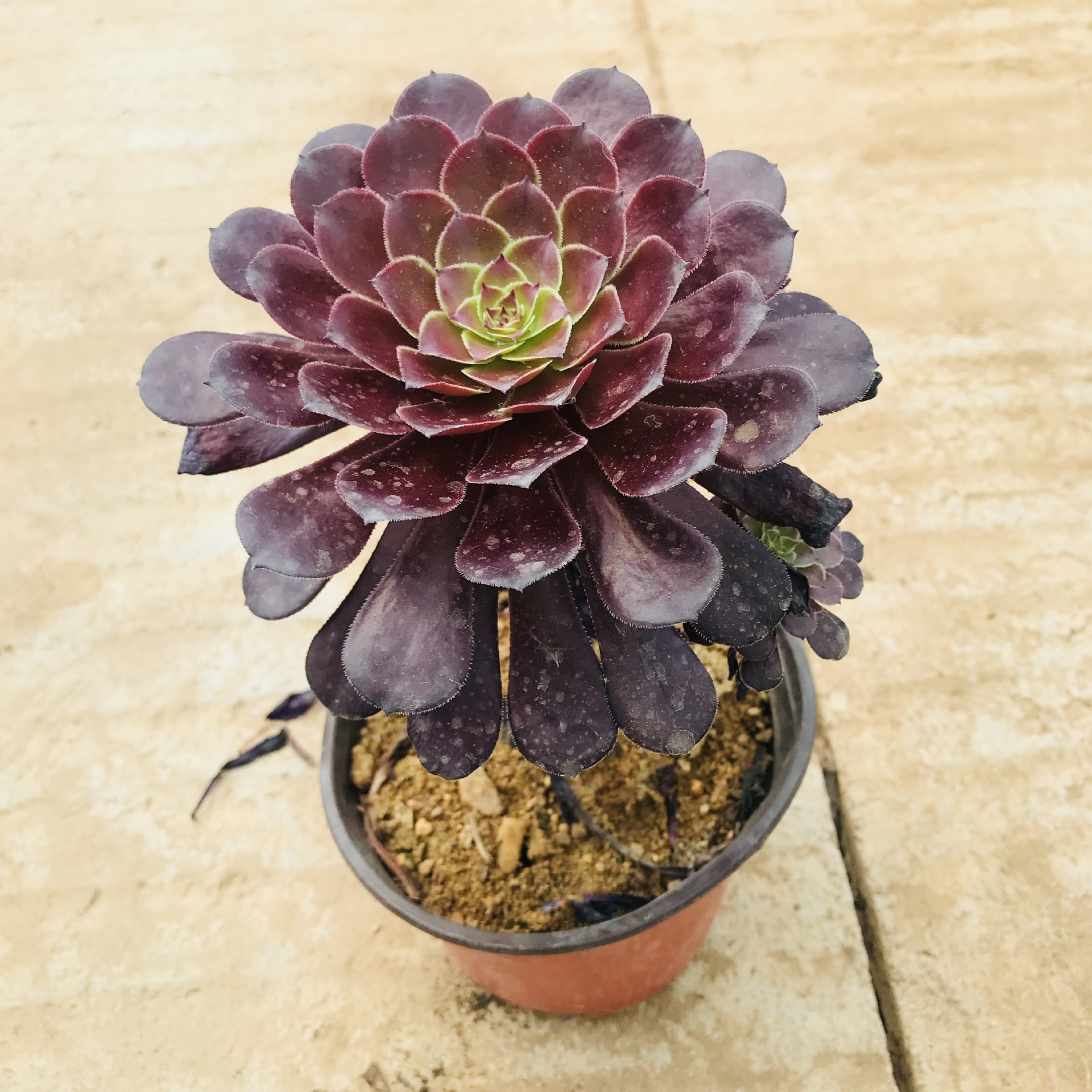 多肉法师手捧花系列铜壶法师 多肉群生老桩萌肉 室内盆栽绿植花卉