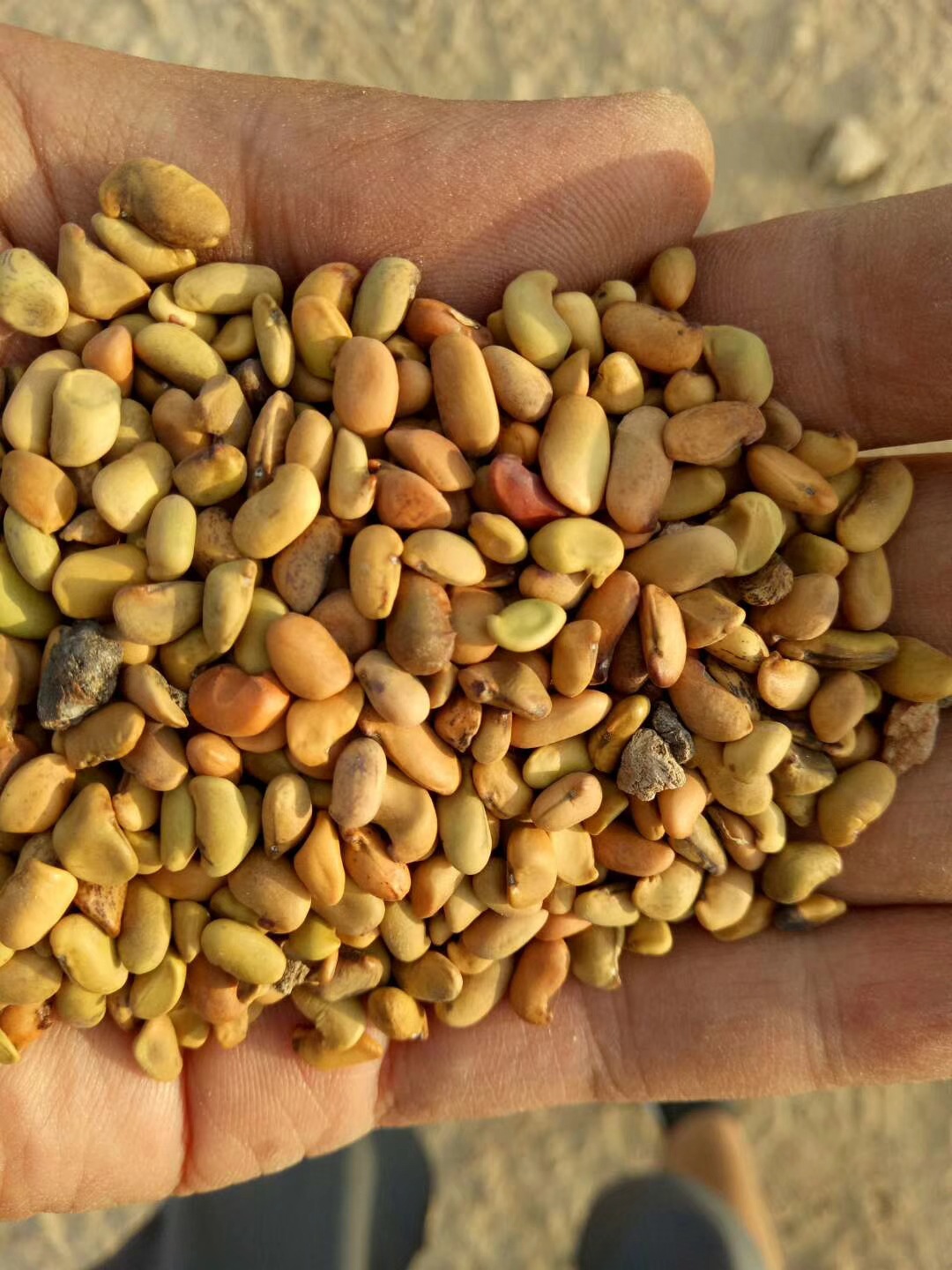 批发柠条锦鸡儿种子2018年新货柠条树苗基地