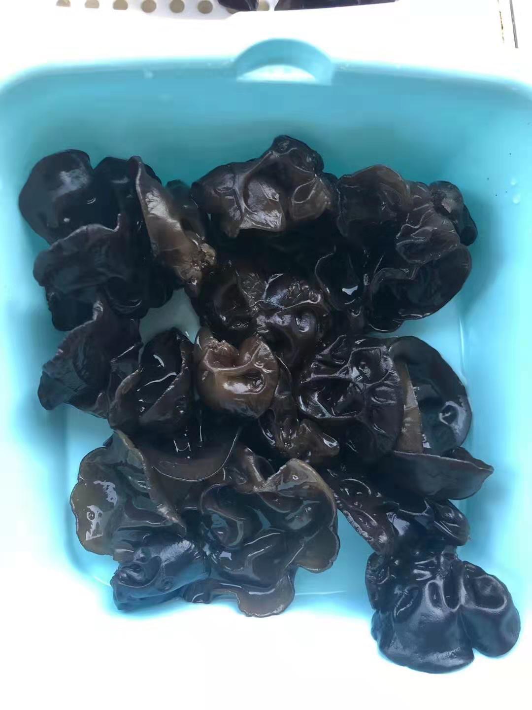 东北野生秋木耳肉厚泡发率高口感脆