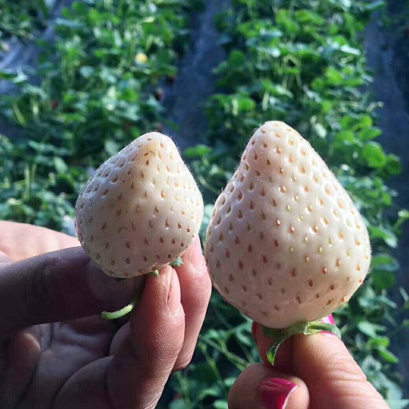 【淡雪白草莓2斤装】顺丰空运包邮 当季新鲜水果 奶油白草莓