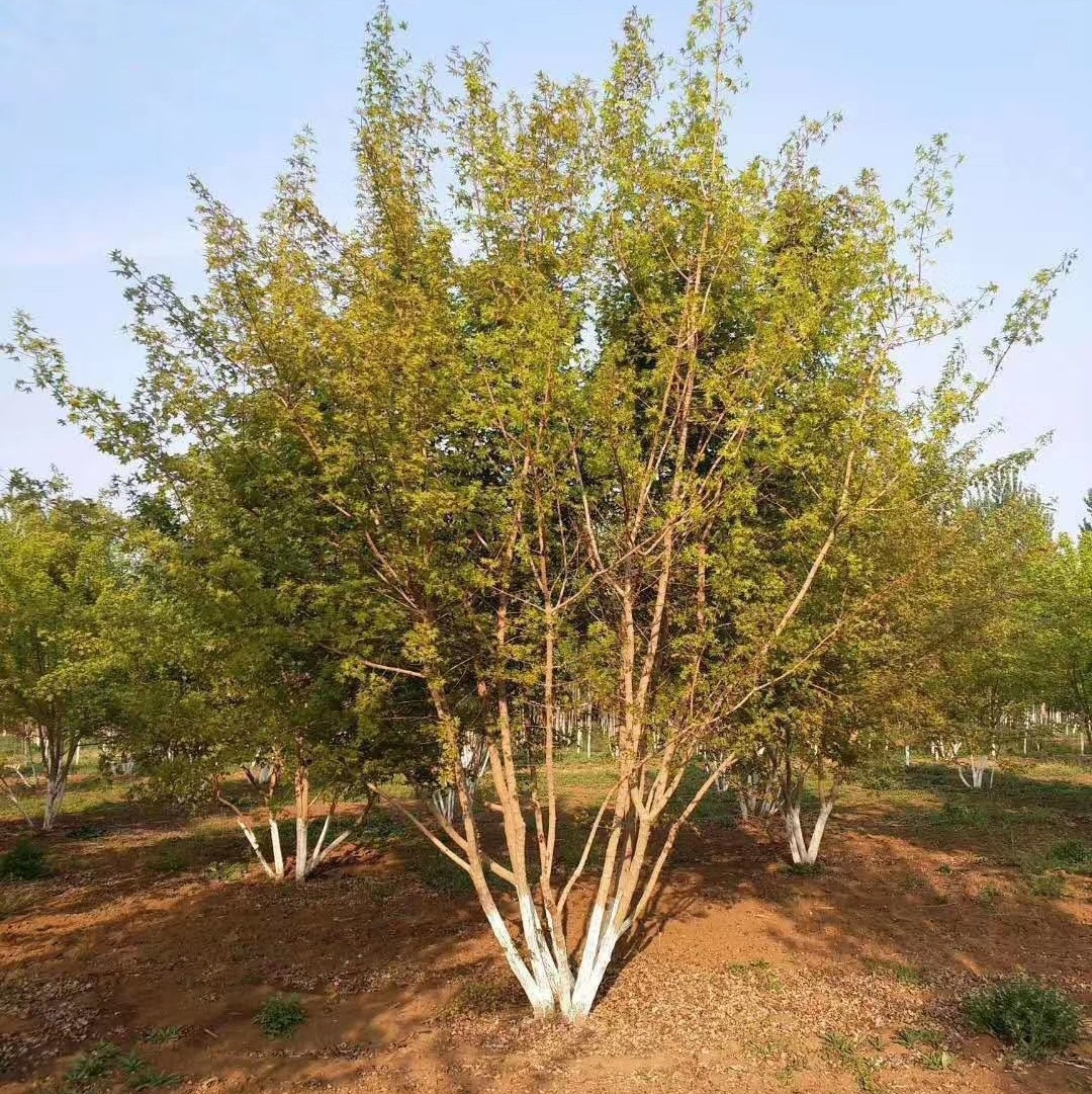 0成交1470棵辽宁5公分8公分10公分五角枫价格 丛生五角枫树 树形优美